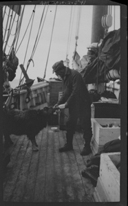 Image of Man on deck bottle-feeding musk-ox
